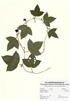 藏品(三角葉西番蓮)的圖片